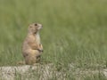 Profile of erect prairie dog at burrow