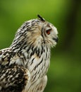 Profile of an Eurasian Eagle Owl