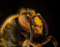 Profile of European hornet Vespa on black background, macro Royalty Free Stock Photo