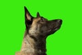 Profile face of dog Belgian Shepherd Malinois with attentive look on green background