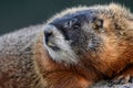 Profile of Face of Yellow Bellied Marmot