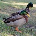 Profile of fancy Crested mallard drake on grass