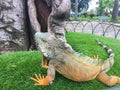 Gallant Iguana in Seminario Park, Guayquil Ecuador