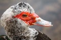 Profile of female duck head Royalty Free Stock Photo