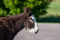 Donkey Profile