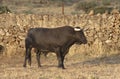 Profile of fighting bull. Breeding