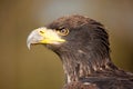 Profile of a Fish Eagle