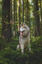 Profile of free and wise dog breed siberian husky sitting in the fern in the green mysterious forest at sunset Royalty Free Stock Photo