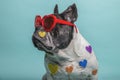 Profile of a French Bulldog with red heart-shaped glasses sitting on a blue background Royalty Free Stock Photo