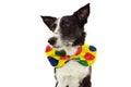 Profile funny dog dressed as a clown for carnival, halloween party. Isolated on white background Royalty Free Stock Photo