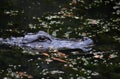 Profile of a Gator in the Louisiana Bayou