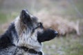 Profile of a sad dog in a collar Royalty Free Stock Photo