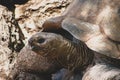 Profile of a giant rare land tortoise in a safari environment.