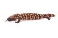 Profile of a Gila Monster Lizard