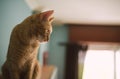 Profile of a ginger cat over a living room cabinet Royalty Free Stock Photo