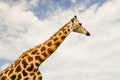 Profile of Giraffe over cloudy sky Royalty Free Stock Photo