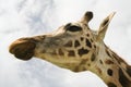 Profile of Giraffe over cloudy sky Royalty Free Stock Photo