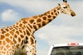Profile of Giraffe over cloudy sky with safari car Royalty Free Stock Photo