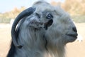 Profile of a goat on a background of nature