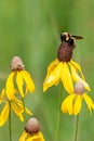 A Profile of a Gold and Black Bumble Bee Pollinating a Yellow Coneflower Royalty Free Stock Photo