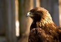 Profile of a golden eagle (Aquila chrysaetos) Royalty Free Stock Photo