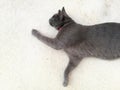 profile of gray cat lying on the floor Royalty Free Stock Photo