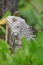 Profile of a Gray Iguana Perched in a Bush Royalty Free Stock Photo