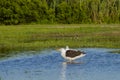 Profile of Great Black-Backed Gull Standing in Pond