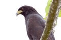 Profile of a Great Black Hawk Buteogallus urubitinga