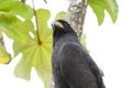 Profile of a Great Black Hawk Buteogallus urubitinga