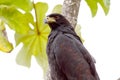 Profile of a Great Black Hawk Buteogallus urubitinga