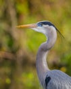 Profile of Great blue heron