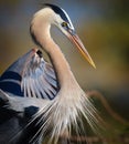 Profile of great blue heron with fluffy feathers Royalty Free Stock Photo