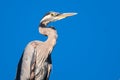 Profile of a Great Blue Heron Perched High in the Tree Top Royalty Free Stock Photo
