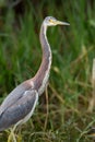 Profile of great blue heron posing for portrait facing right Royalty Free Stock Photo