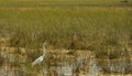 Profile Of Great Egret In Grassy Marshland Royalty Free Stock Photo