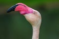 Portrait of Greater Flamingo Royalty Free Stock Photo