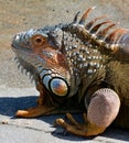 Profile of green iguana in south Florida Royalty Free Stock Photo