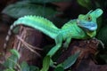 Green lizard standing on a piece of old wood and watching carefully in front of it. A dark green background Royalty Free Stock Photo