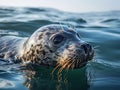 Profile Of A Grey Seal At Gweek Royalty Free Stock Photo