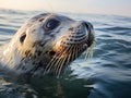 Profile Of A Grey Seal At Gweek