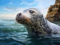 Profile Of A Grey Seal At Gweek