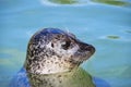 Profile Of A Grey Seal At Gweek Royalty Free Stock Photo