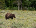 Profile Of Grizzly Bear Shows Her Strength
