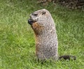 Profile of a Groundhog Standing on Hind Legs and Snacking