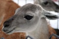 Profile. Guanaco in the Feldman Ecopark.