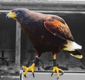 Profile of a Harris Hawk