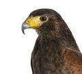 Profile of Harris`s hawk, Parabuteo unicinctus Royalty Free Stock Photo