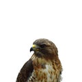 Profile of a hawk cut out Royalty Free Stock Photo