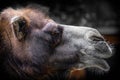 Profile of the head of an arabian camel Royalty Free Stock Photo